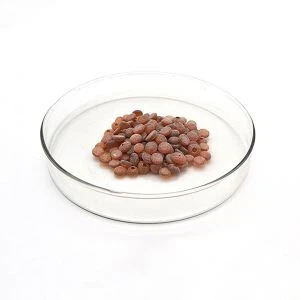 ینٹیآکسیڈینٹ ٹمق